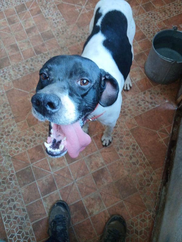 Diper - Chien Pointer Anglais à adopter - photo 5