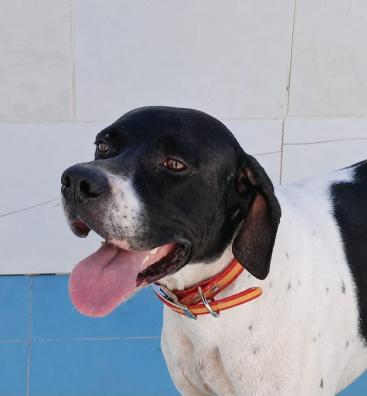 Diper - Chien Pointer Anglais à adopter