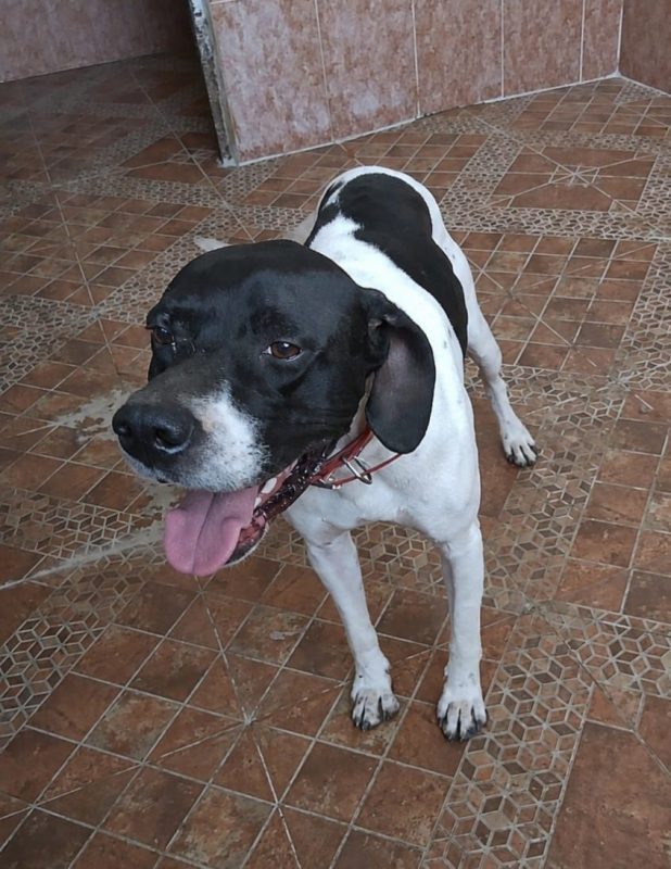 Diper - Chien Pointer Anglais à adopter - photo 10