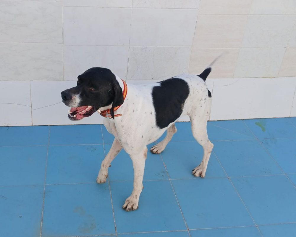 Diper - Chien Pointer Anglais à adopter - photo 8