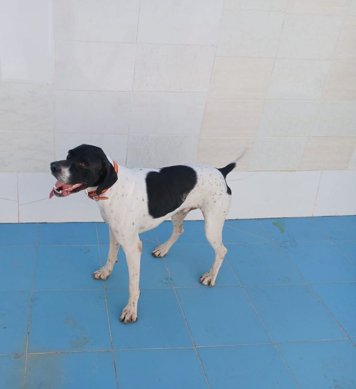 Diper - Chien Pointer Anglais à adopter - photo 3