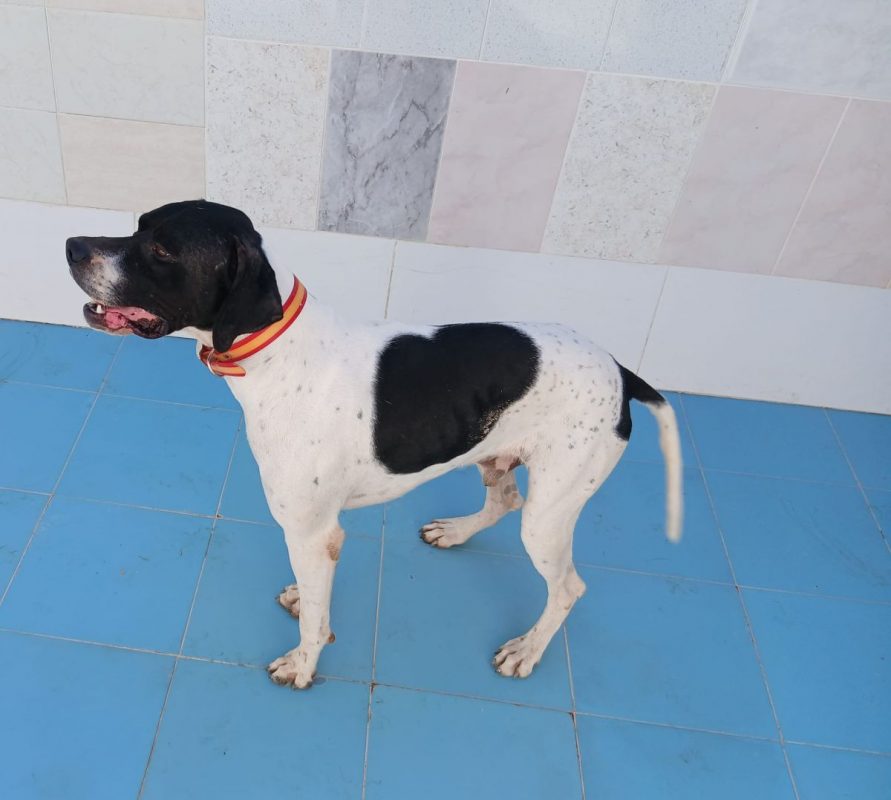 Diper - Chien Pointer Anglais à adopter - photo 2