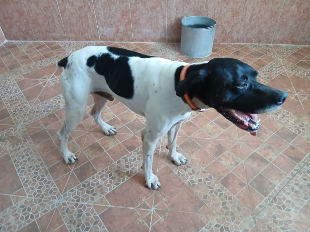 Diper - Chien Pointer Anglais à adopter - photo 7