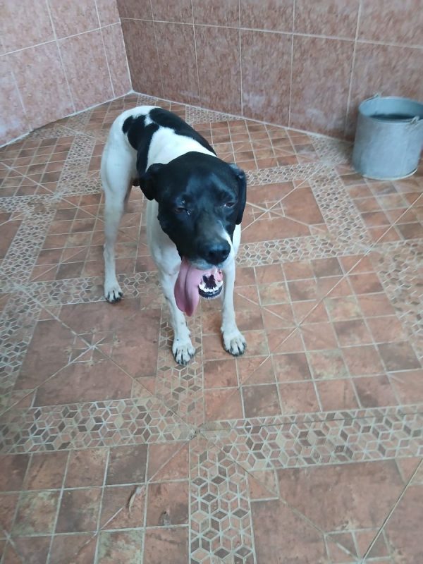 Diper - Chien Pointer Anglais à adopter - photo 6