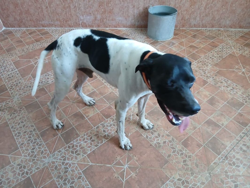 Diper - Chien Pointer Anglais à adopter - photo 4
