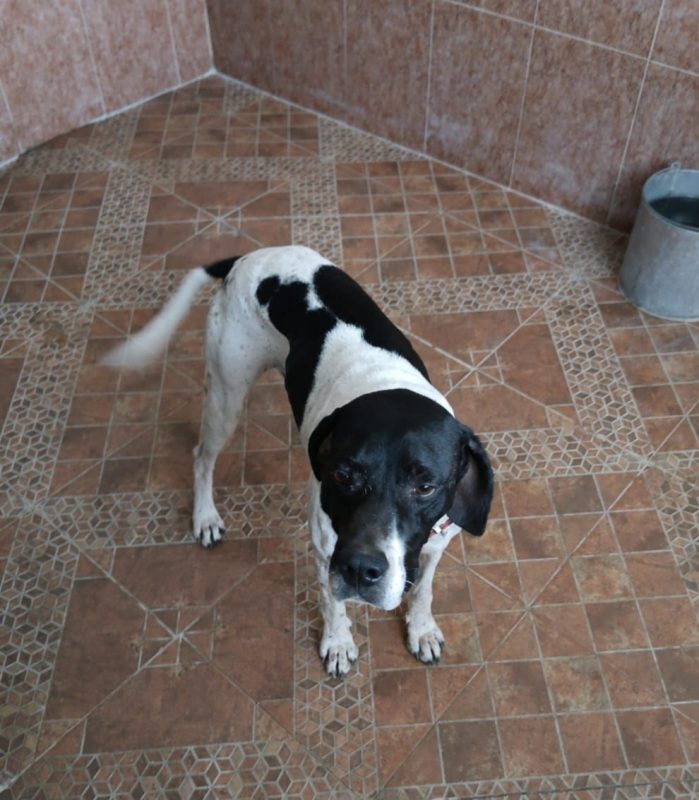 Diper - Chien Pointer Anglais à adopter - photo 9