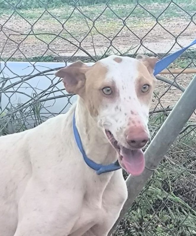 Clara - Chien à adopter