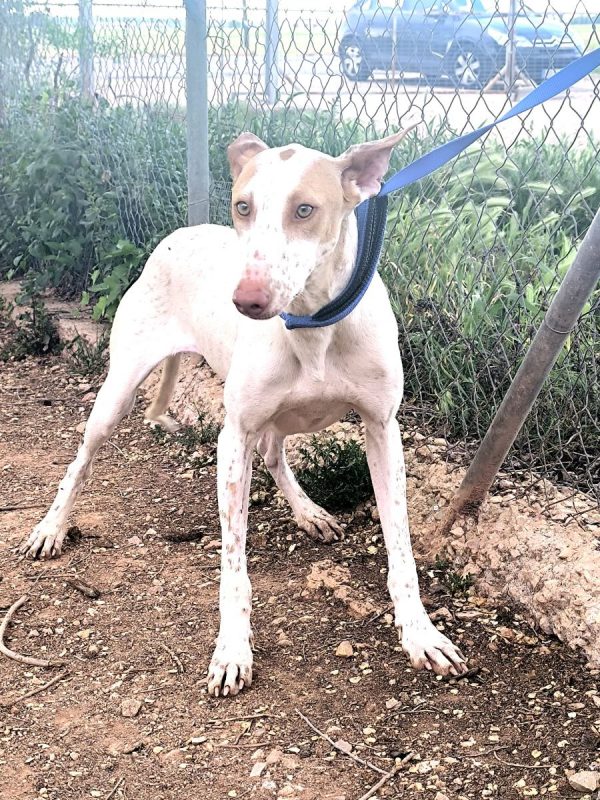 Clara - Chien à adopter - photo 3