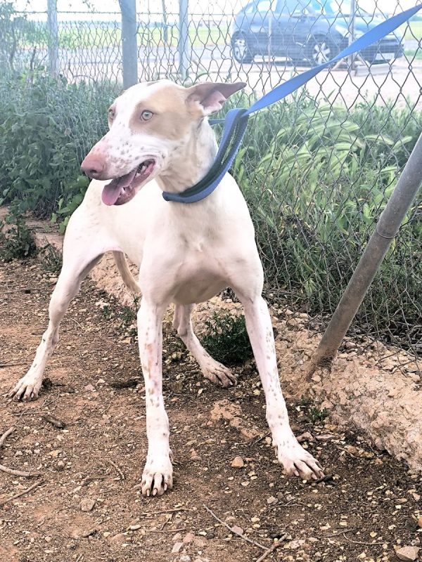 Clara - Chien à adopter - photo 2