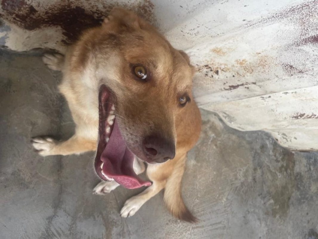 Tacha - Chien à adopter
