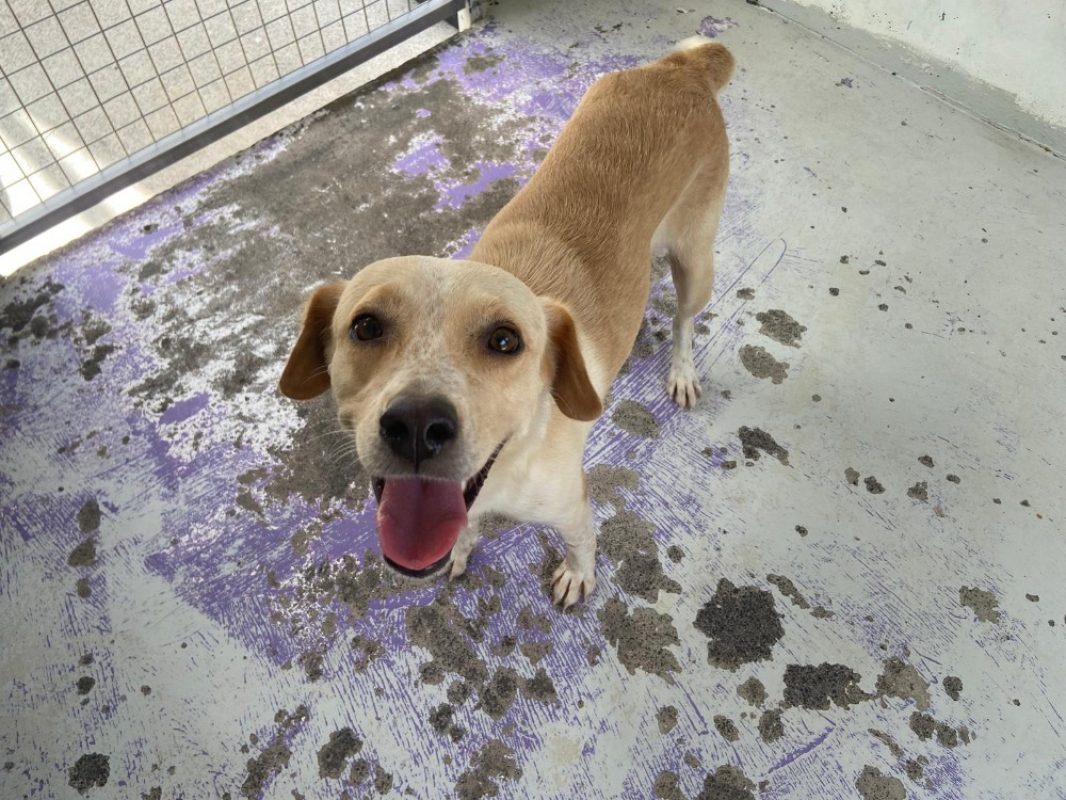 Zabi - Chien à adopter