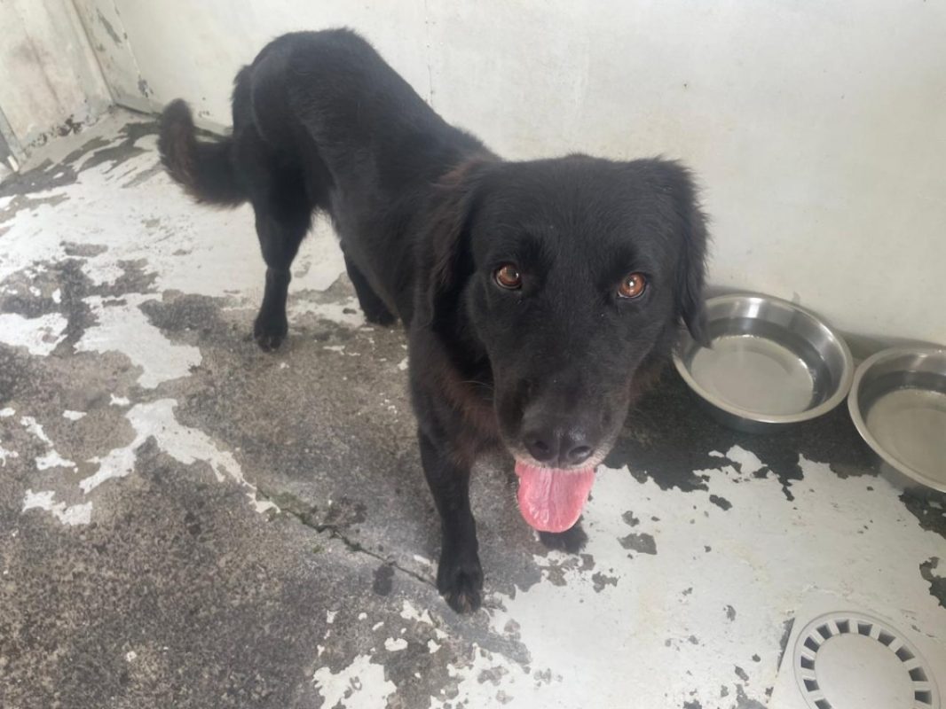 Lupin - Chien à adopter