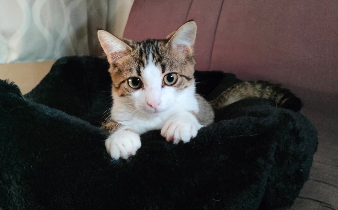 Dino - Chat Européen à adopter
