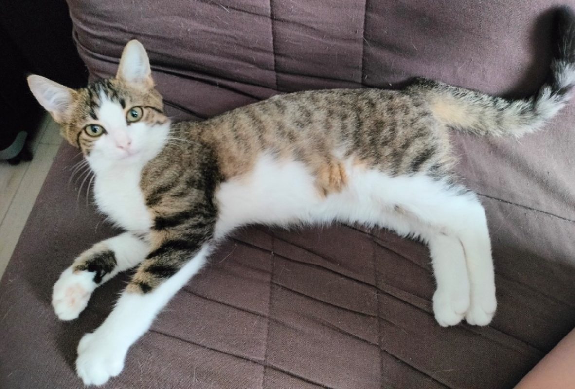 Dino - Chat Européen à adopter - photo 2