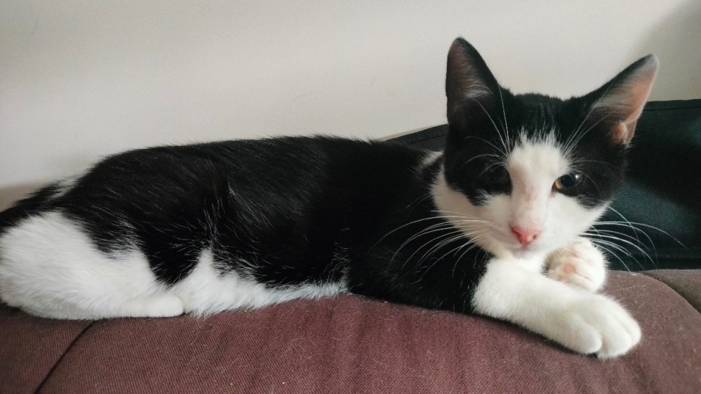Panda - Chat Européen à adopter