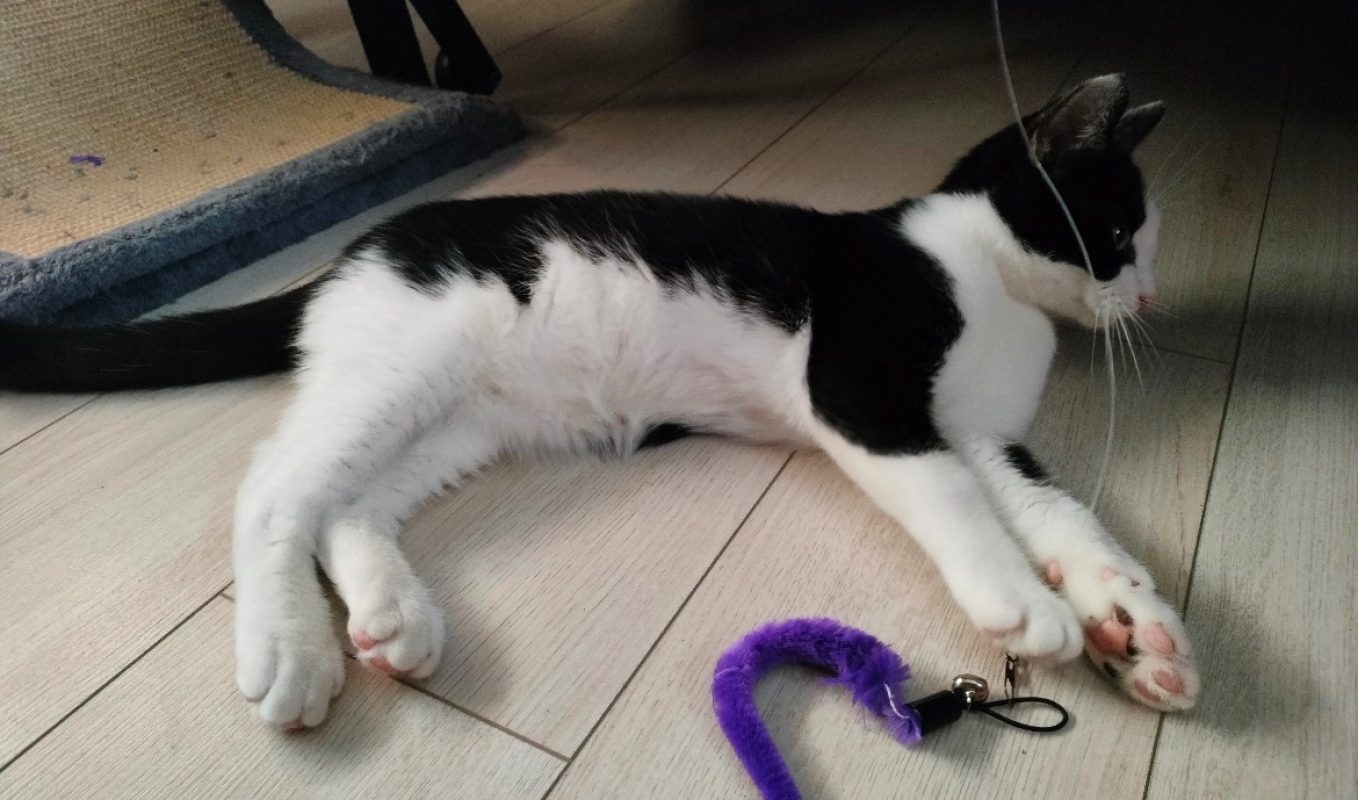 Panda - Chat Européen à adopter - photo 2