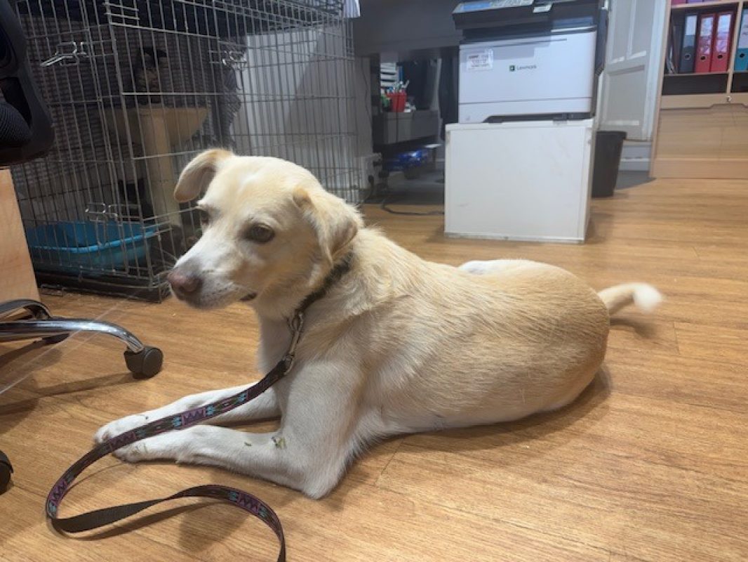 Pepito - Chien à adopter
