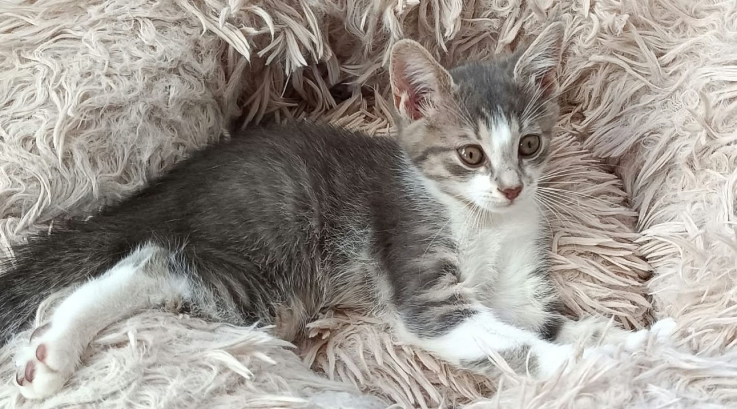 Tilia - Chat Européen à adopter