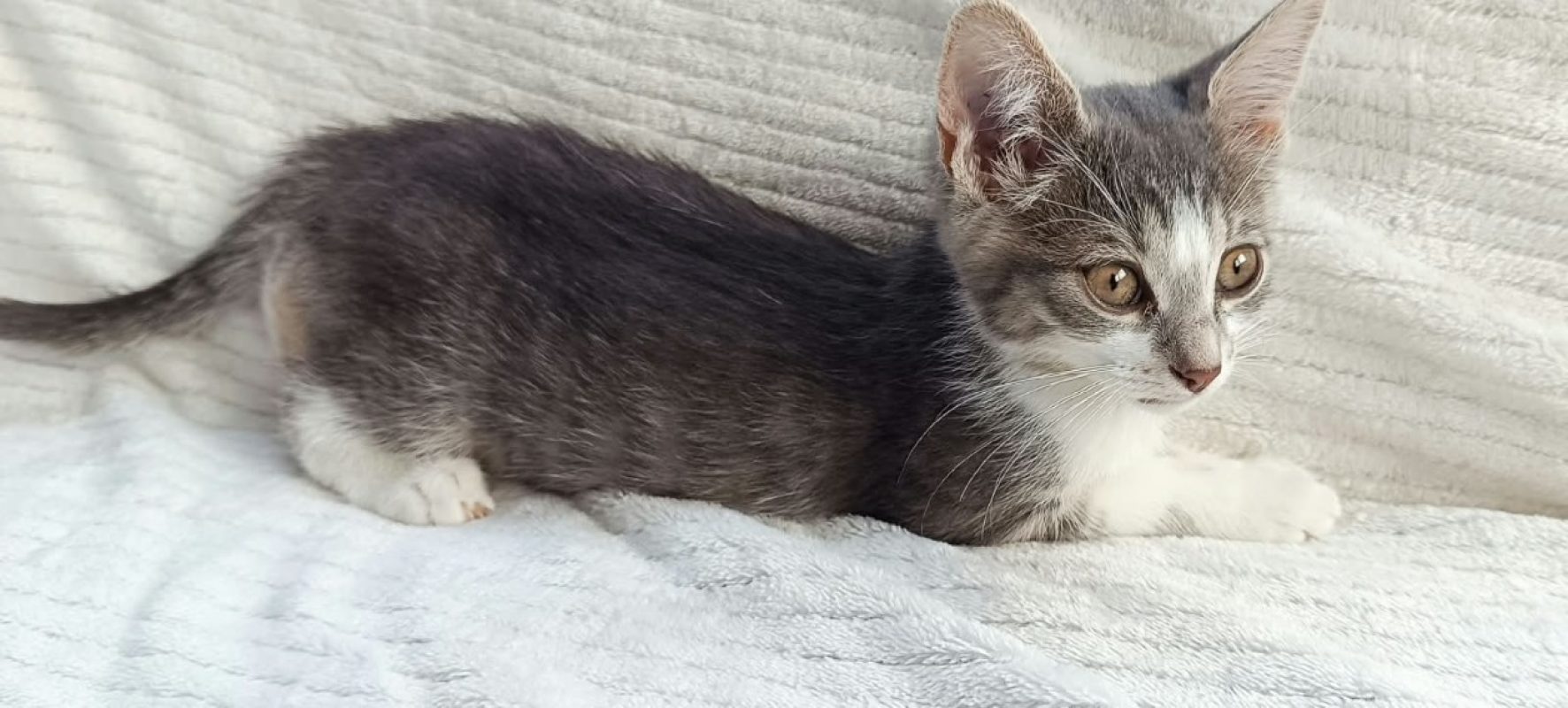 Tilia - Chat Européen à adopter - photo 2