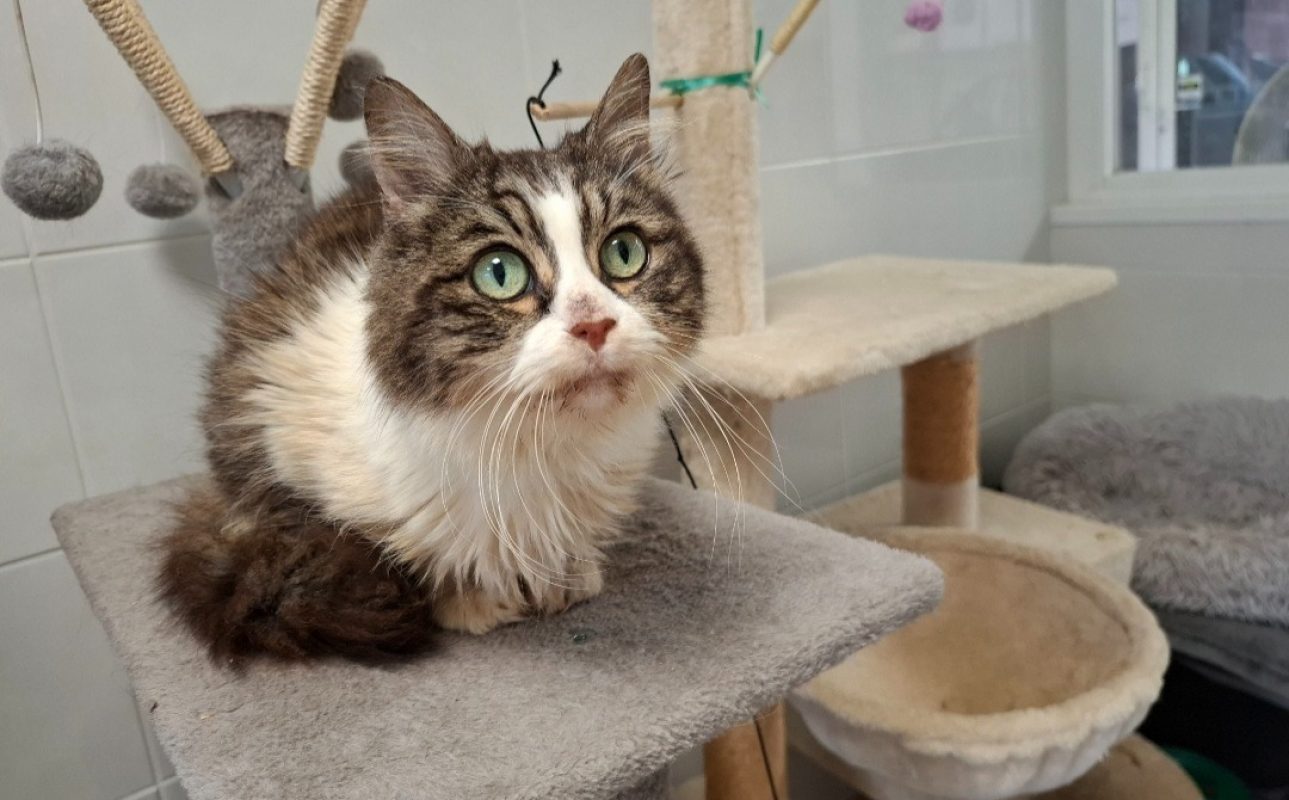 Nuage - Chat Européen à adopter