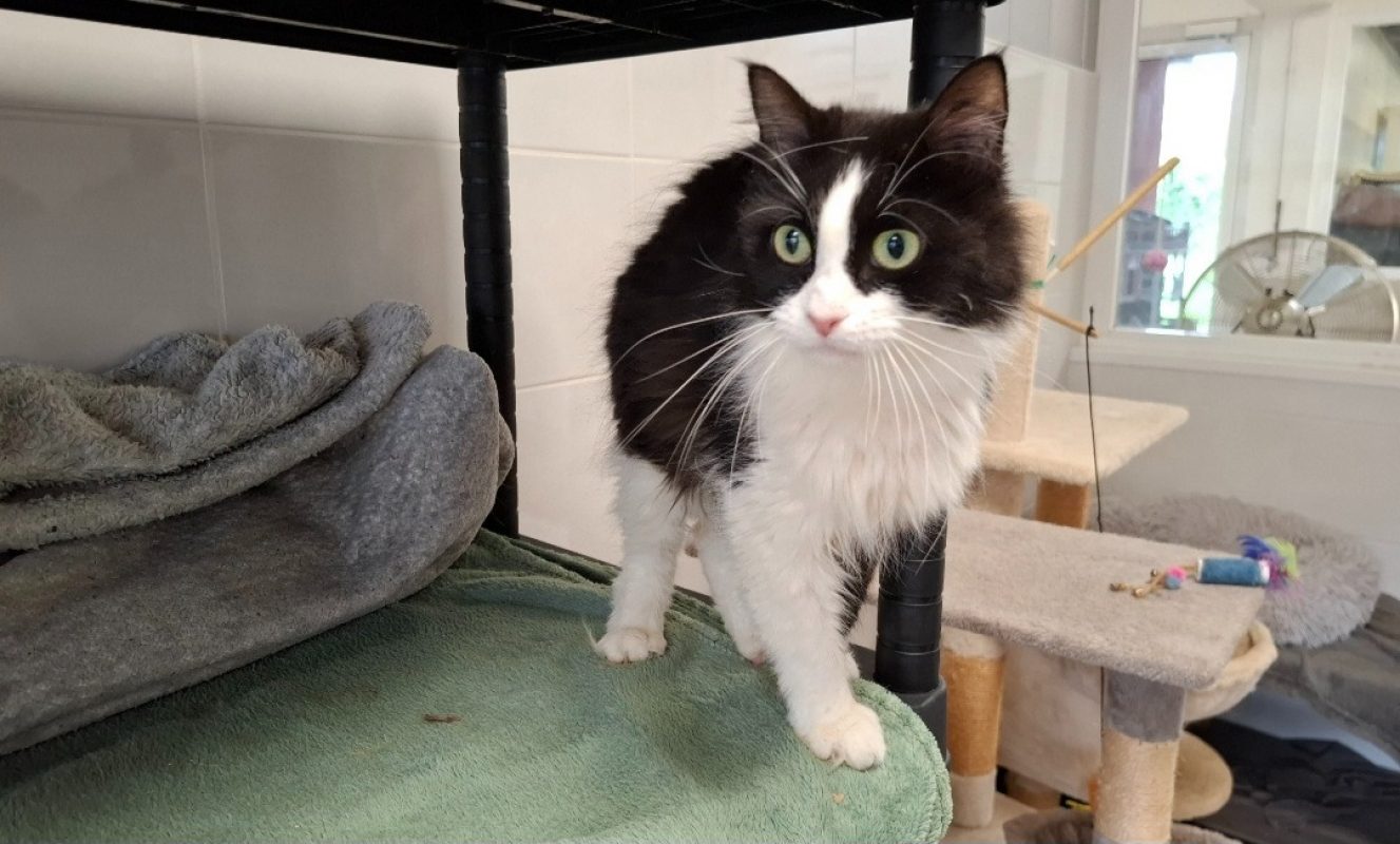 Plume - Chat Européen à adopter