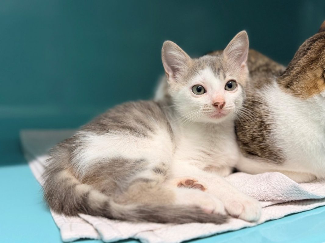 Iro - Chat Européen à adopter