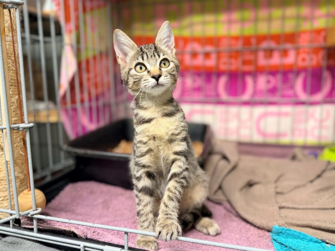 Pecan - Chat Européen à adopter