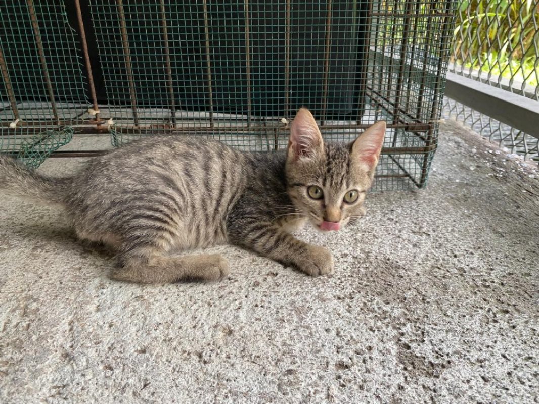 Pecan - Chat Européen à adopter - photo 2