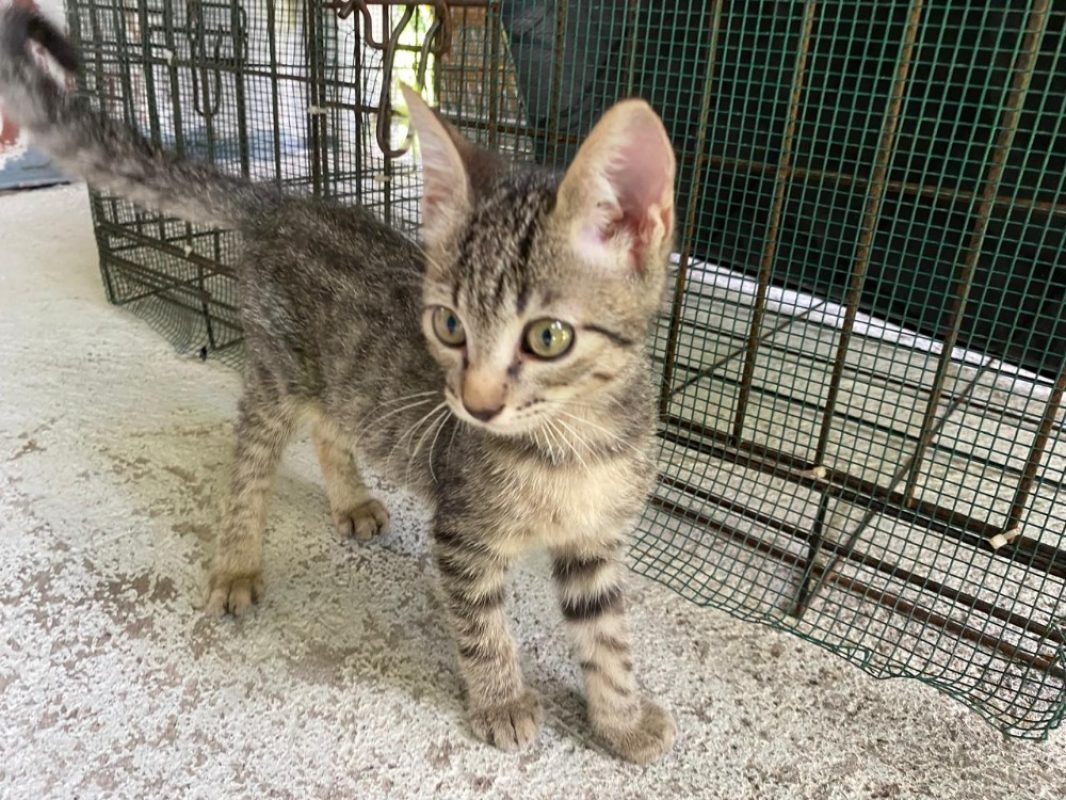 Pecan - Chat Européen à adopter - photo 3