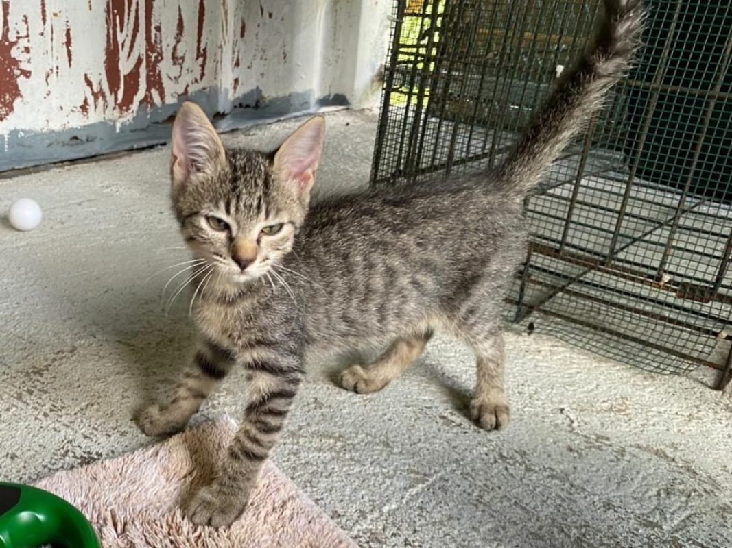 Pecan - Chat Européen à adopter - photo 4