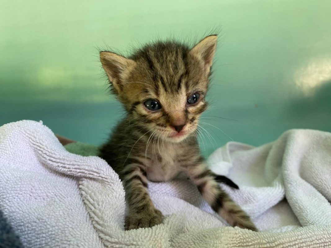 Pecan - Chat Européen à adopter - photo 5