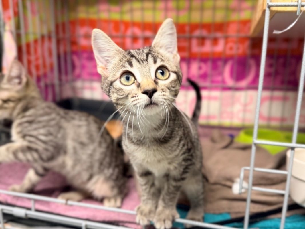 Pavlova - Chat Européen à adopter