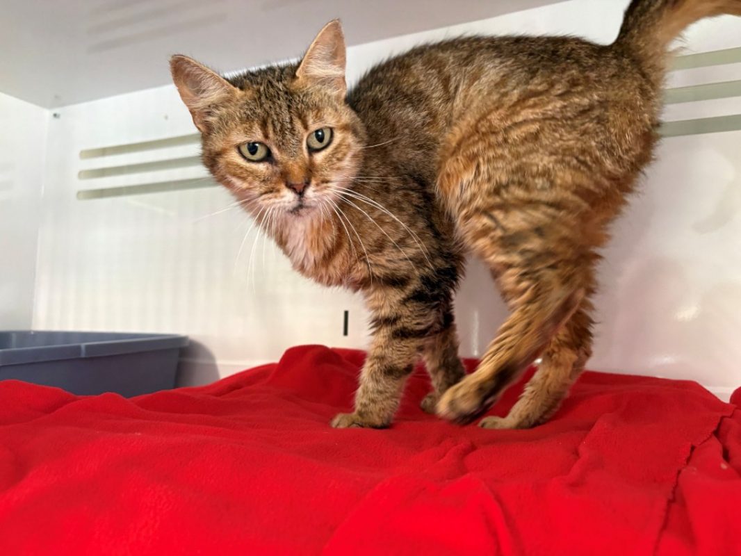 Romy - Chat Européen à adopter
