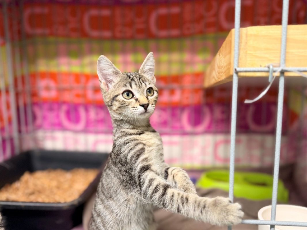 Praline - Chat Européen à adopter