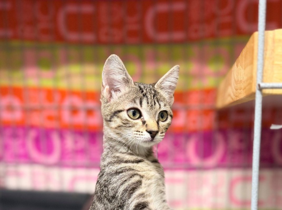 Praline - Chat Européen à adopter - photo 2