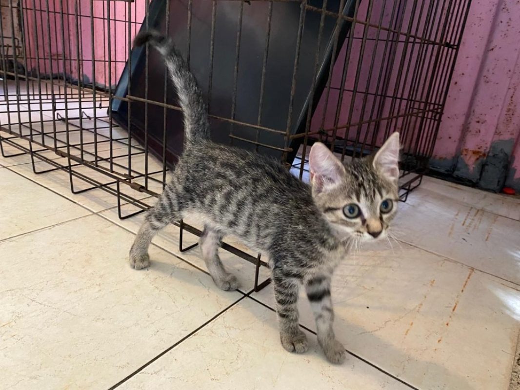 Praline - Chat Européen à adopter - photo 3