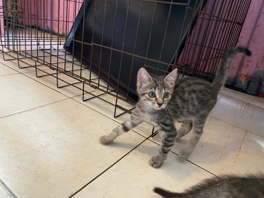 Praline - Chat Européen à adopter - photo 4