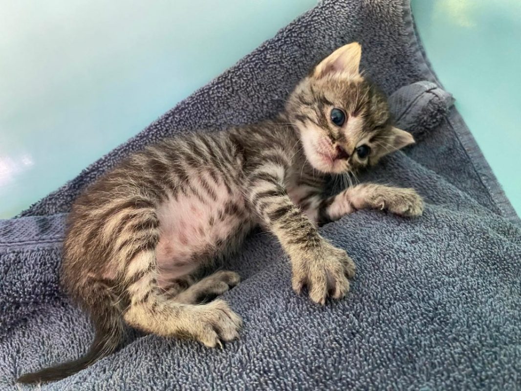 Praline - Chat Européen à adopter - photo 5