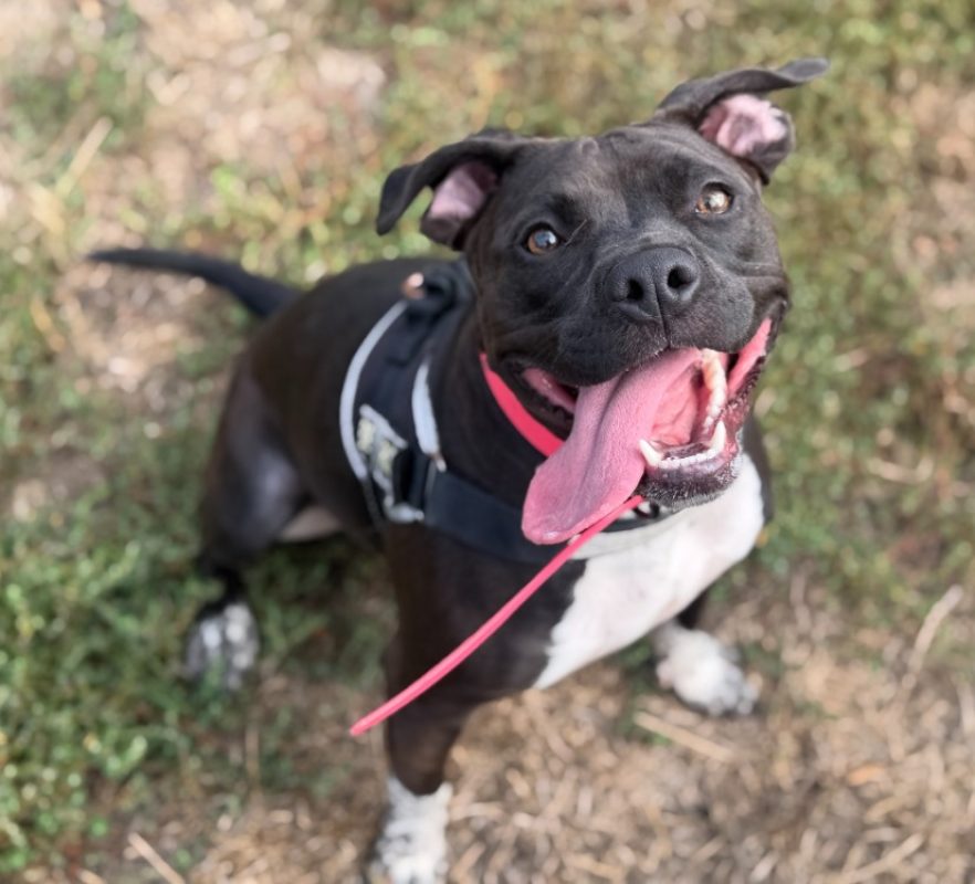 Kaly - Chien à adopter