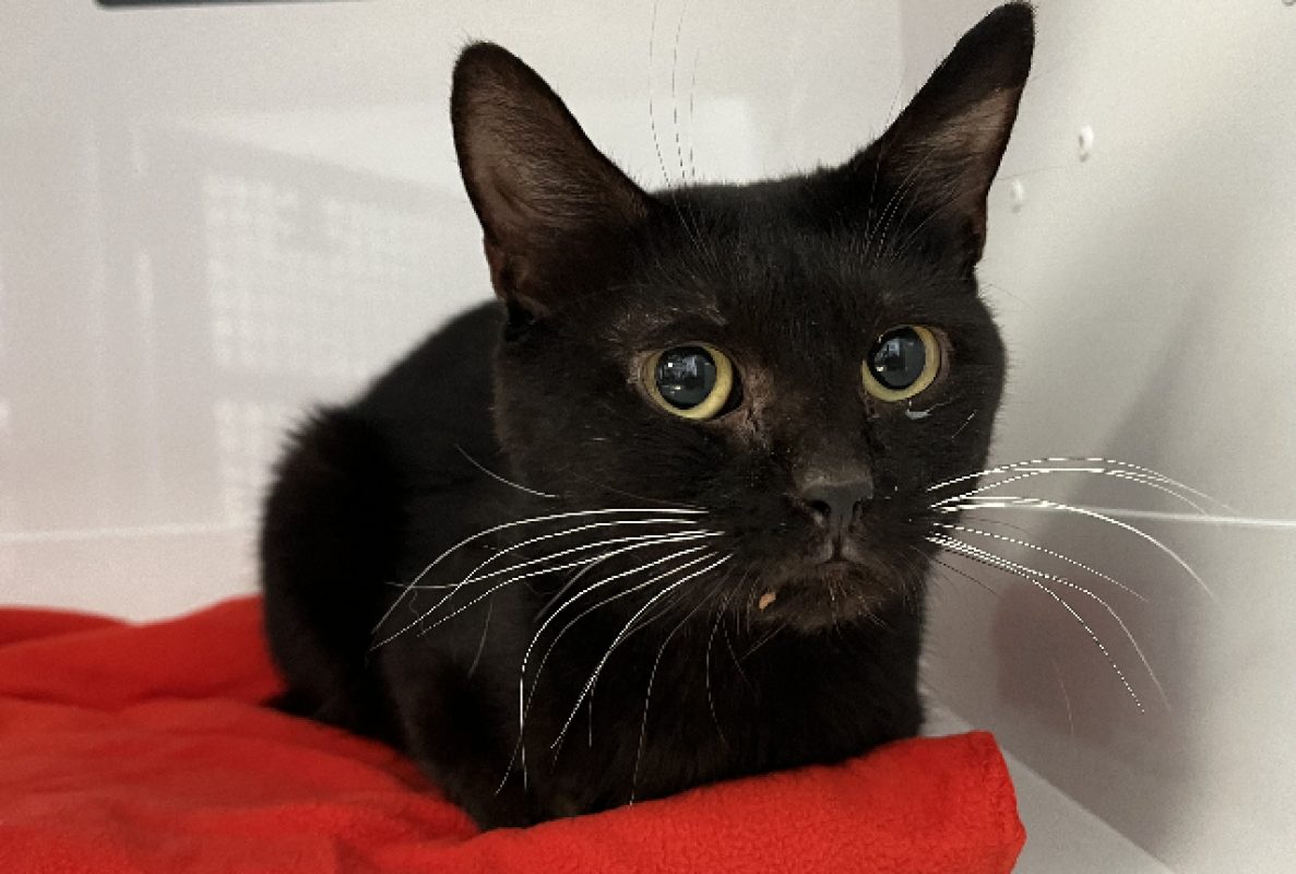 Draco - Chat Européen à adopter