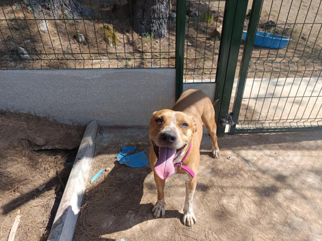 Paddy - Chien Bouledogue Américain à adopter