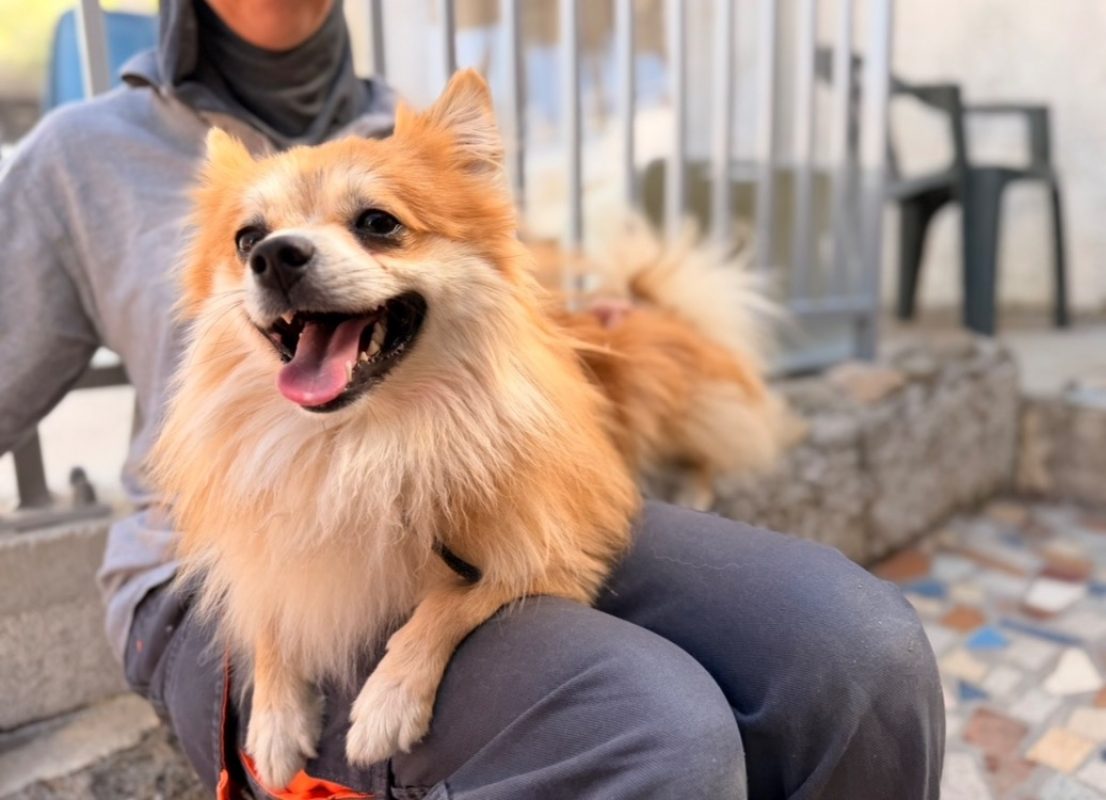 Dino - Chien à adopter
