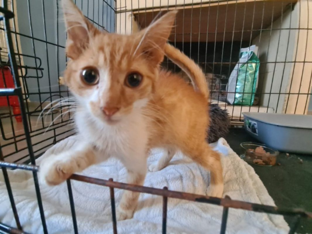Boogie - Chat Européen à adopter