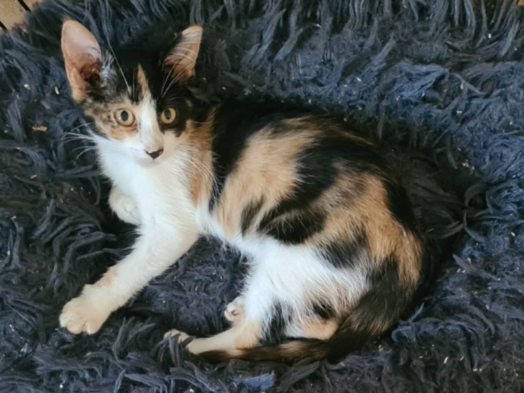 Baila - Chat Européen à adopter