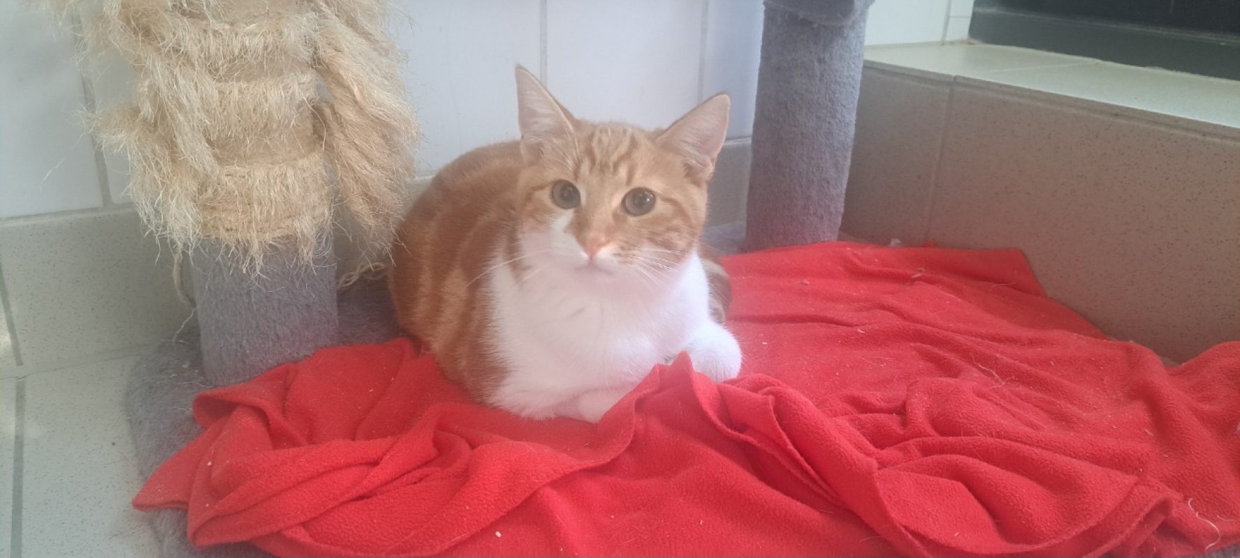 Hulkat - Chat Européen à adopter
