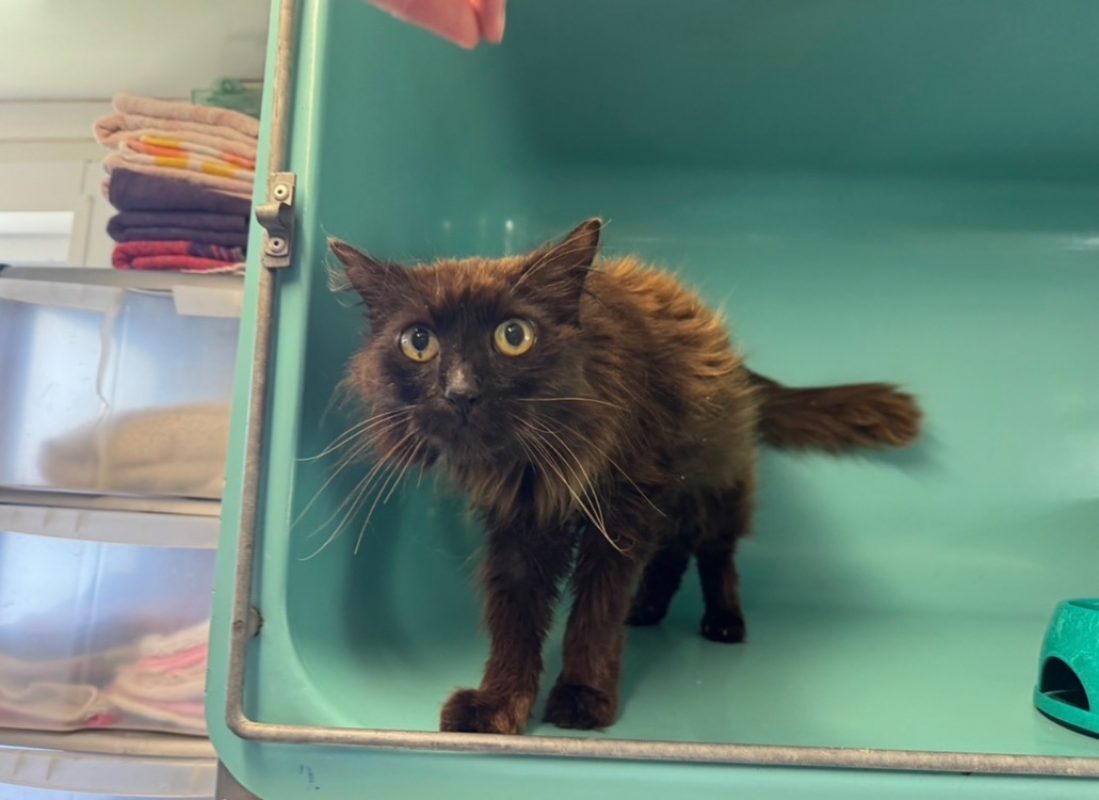 Bueno - Chat Européen à adopter