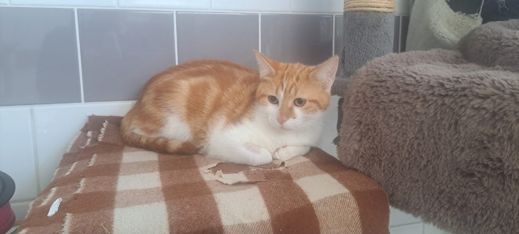Cerise - Chat Européen à adopter