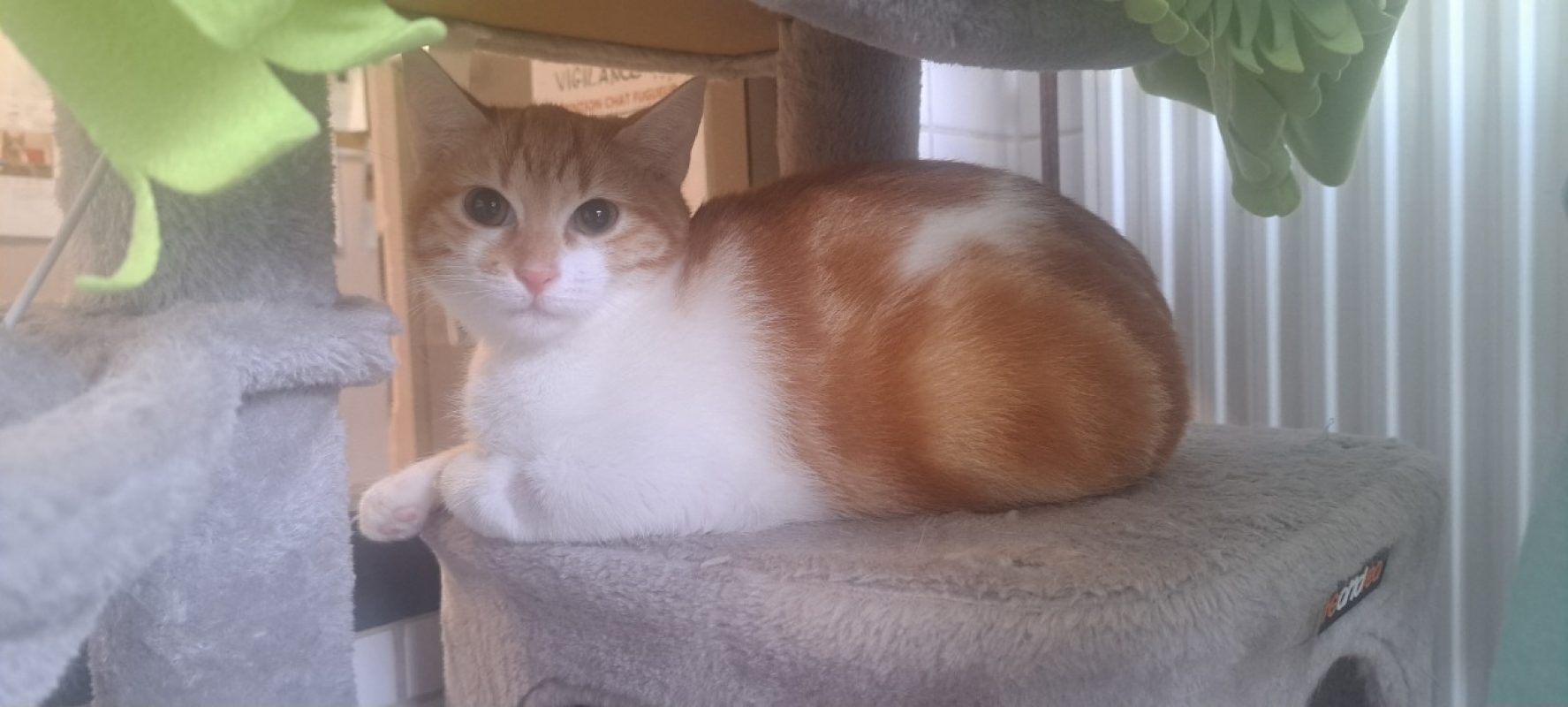 Ironcat - Chat Européen à adopter