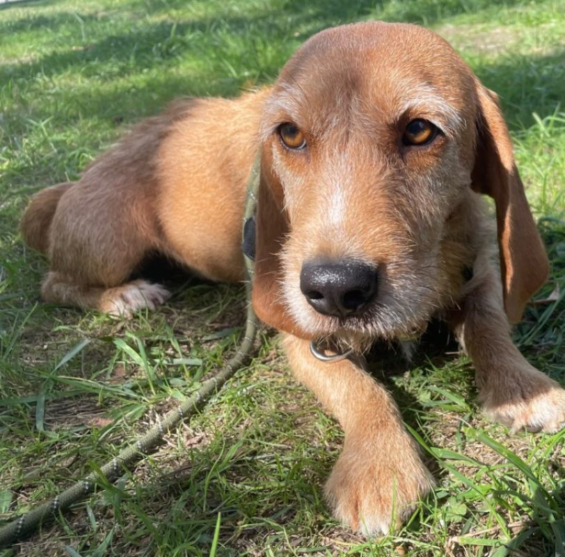 Bulma - Chien à adopter