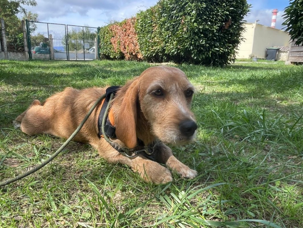Bulma - Chien à adopter - photo 2